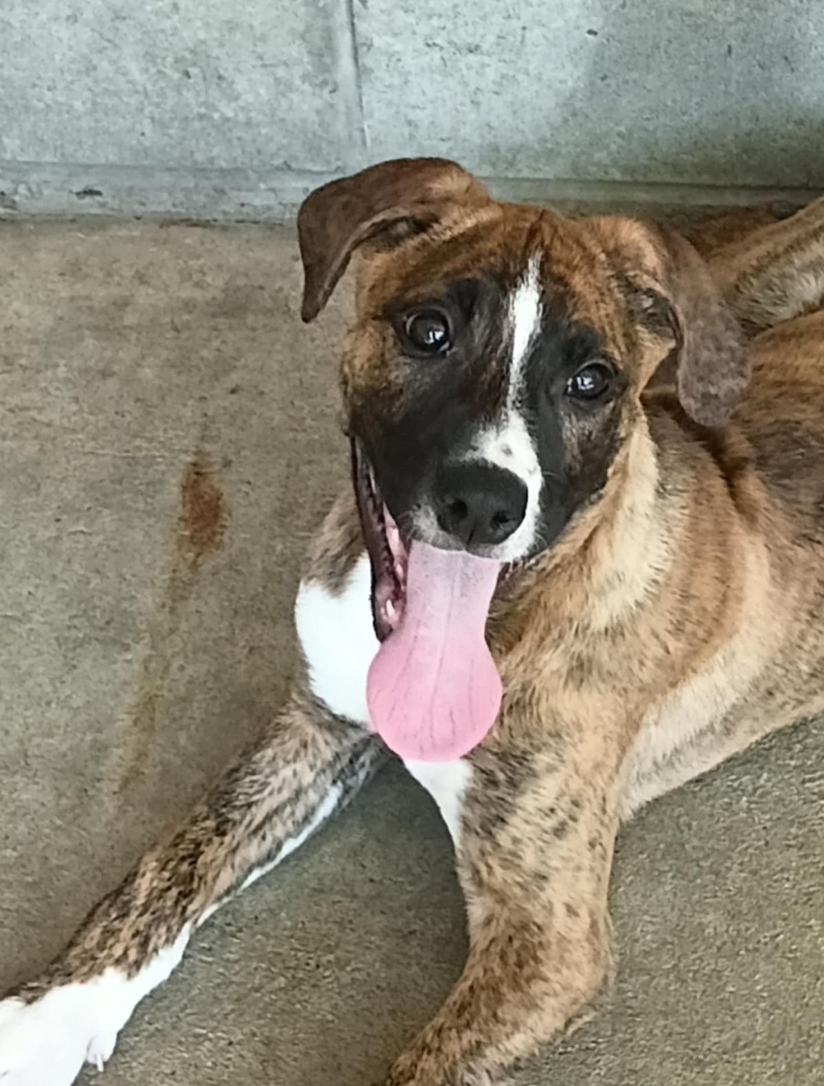 Gallery image: Jingle