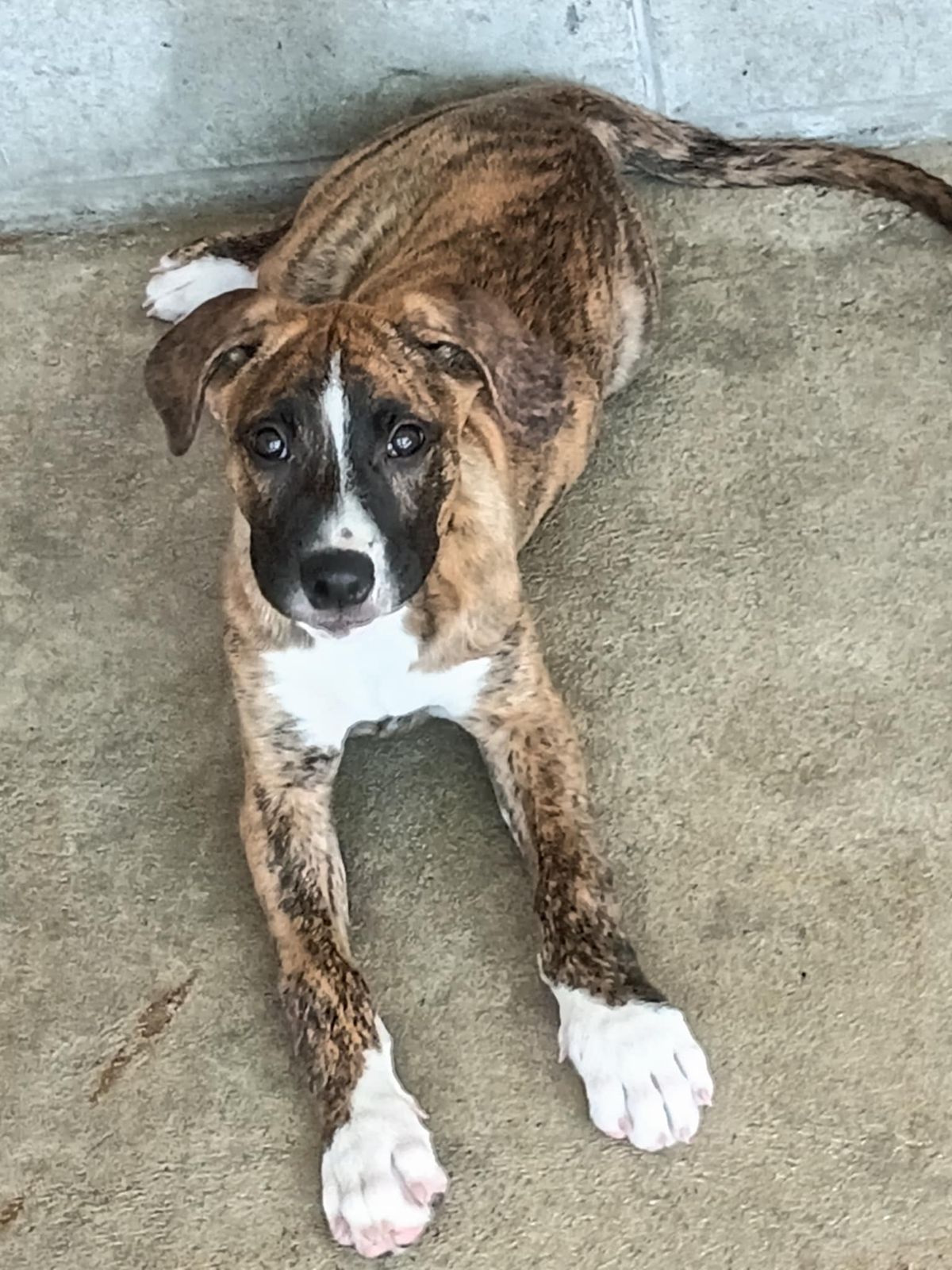 Gallery image: Jingle