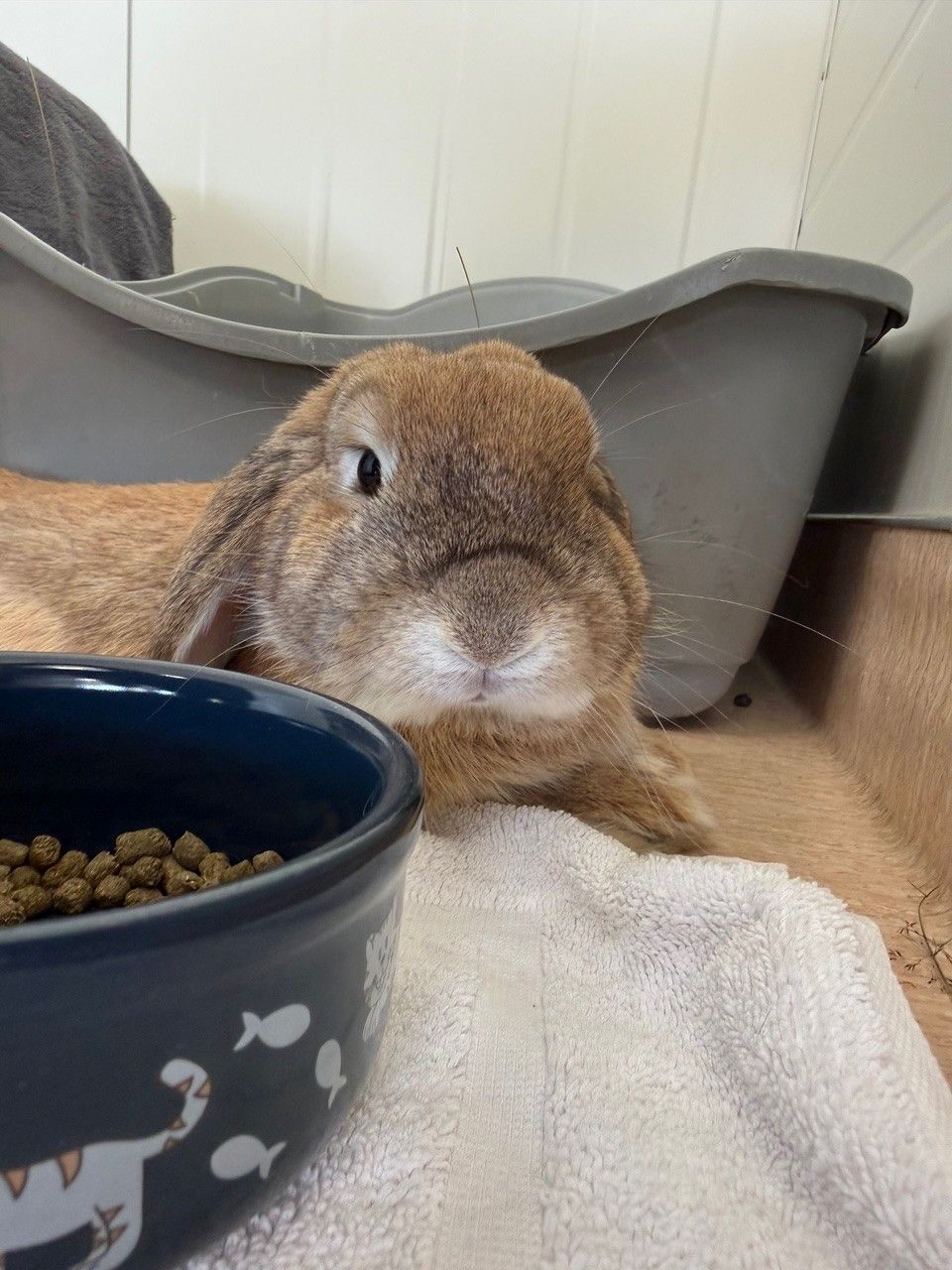 Gallery image: Biscoff