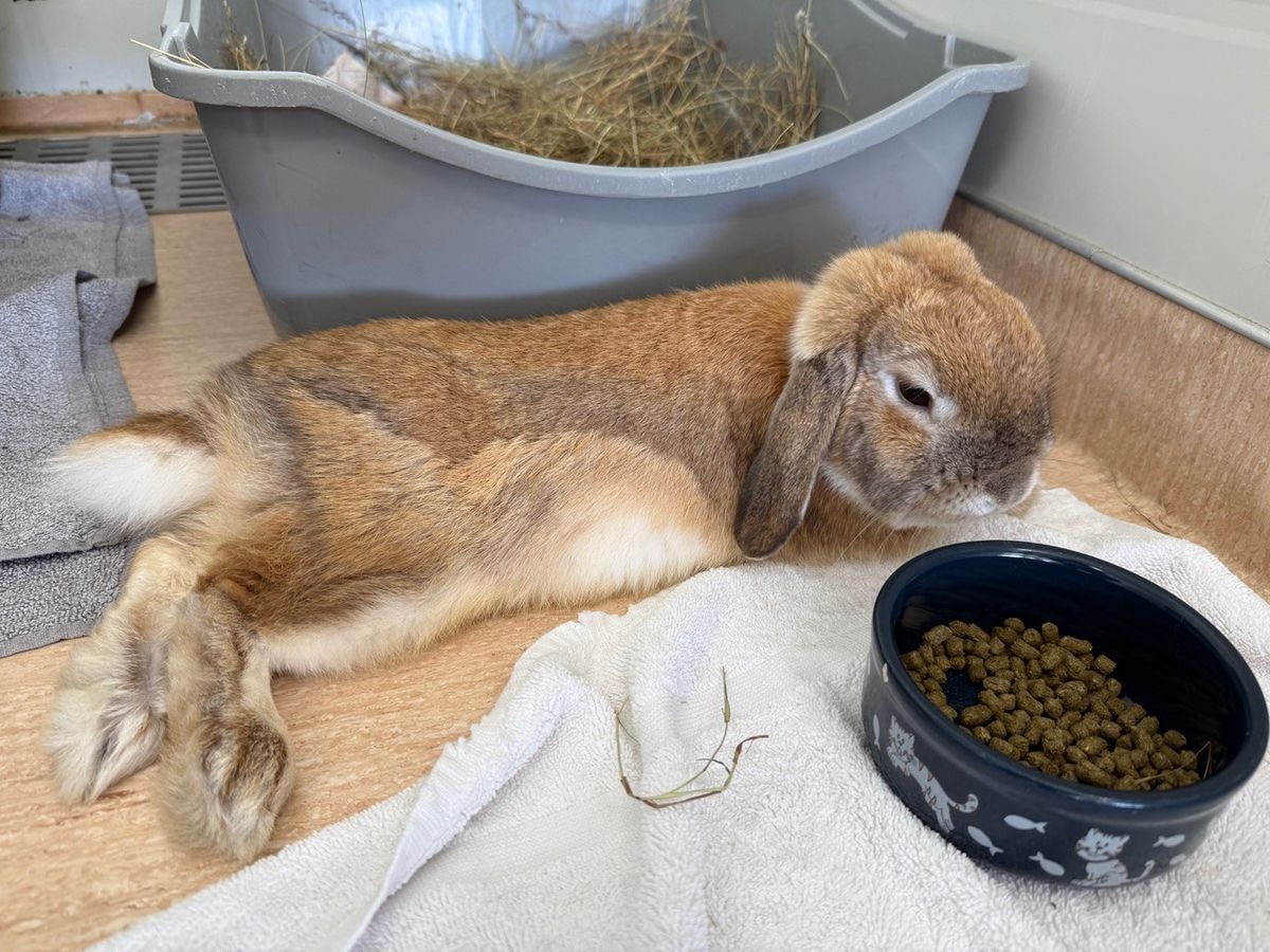 Gallery image: Biscoff