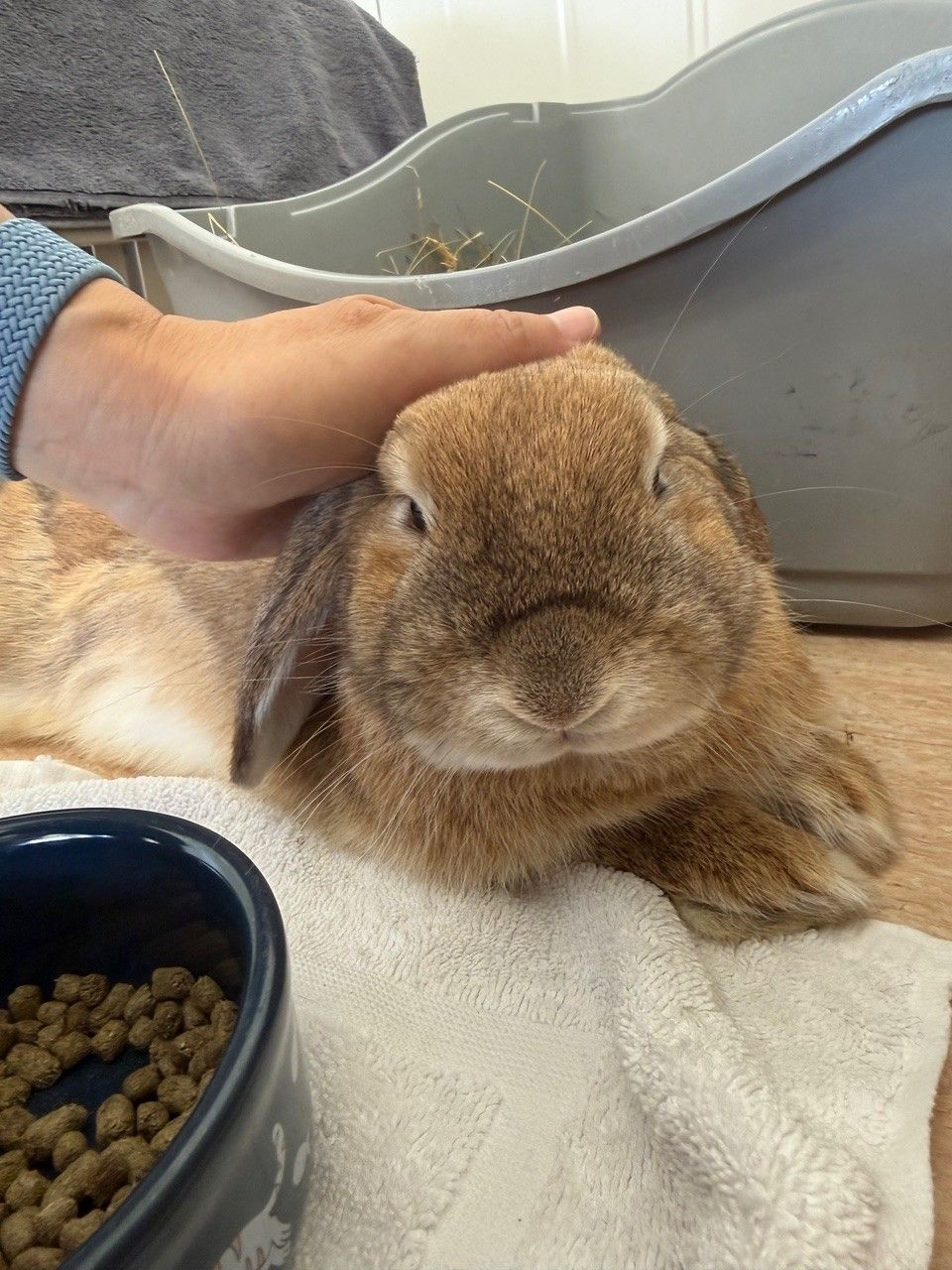 Gallery image: Biscoff