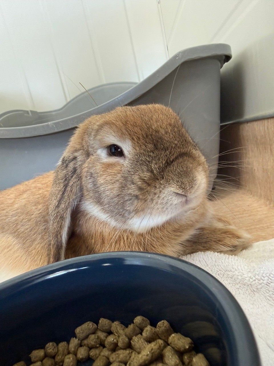 Gallery image: Biscoff