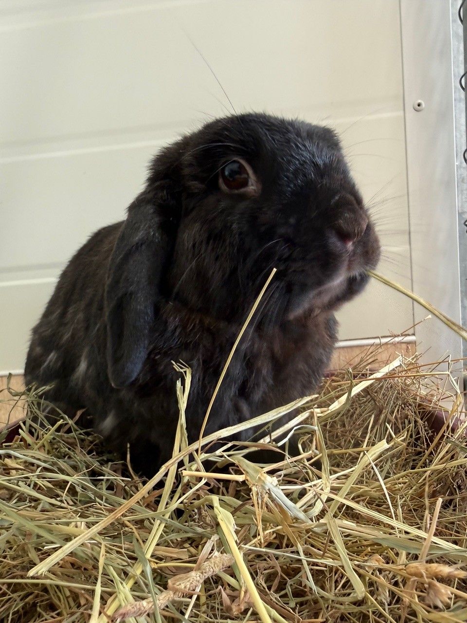 Gallery image: Pepper