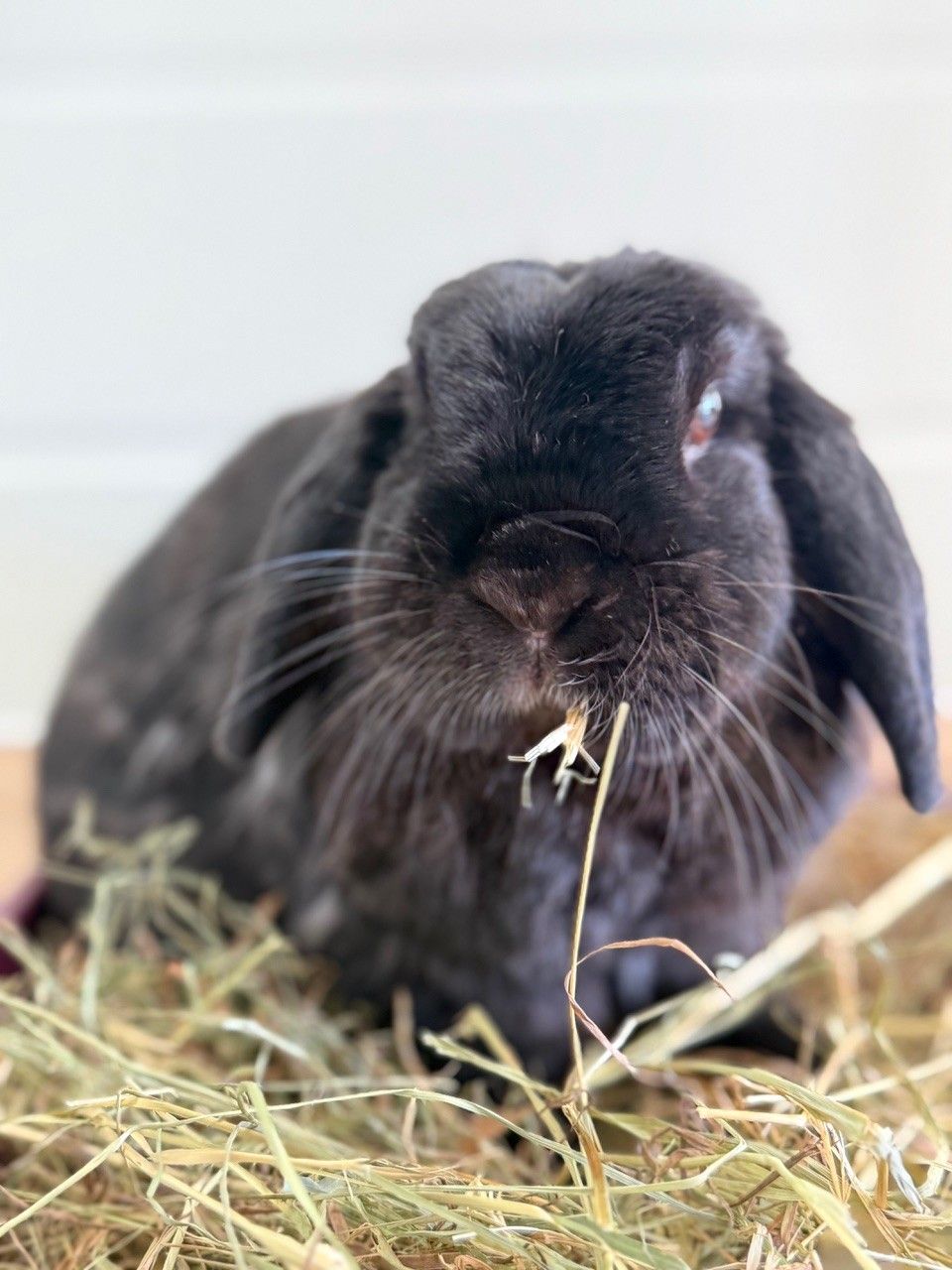 Gallery image: Pepper