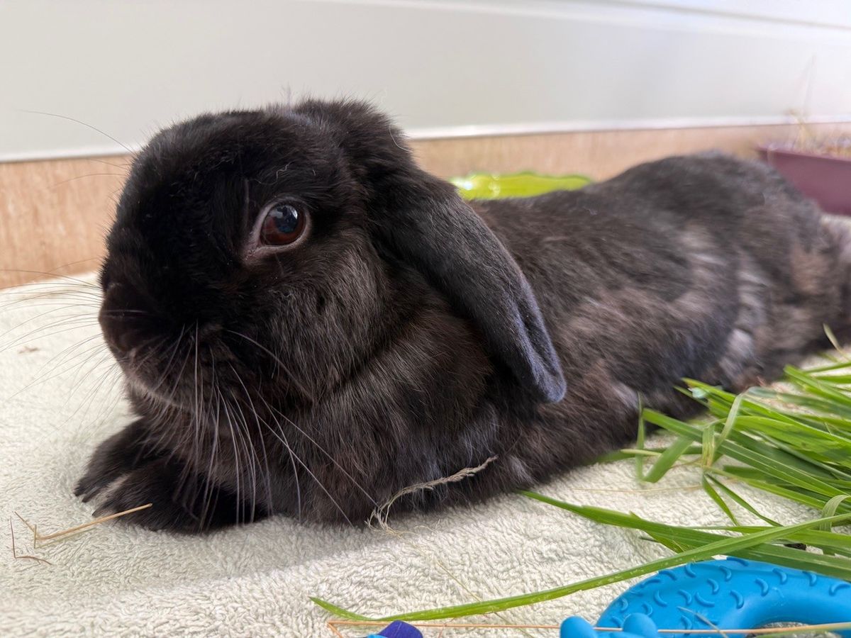 Gallery image: Pepper