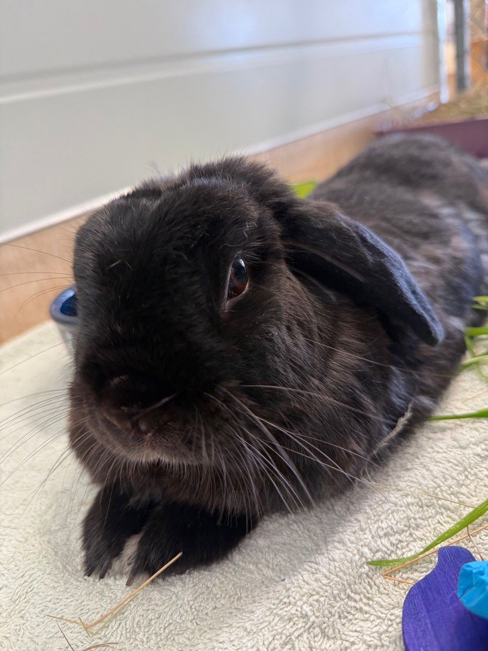 Gallery image: Pepper