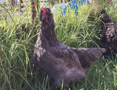 Velociraptor - Chicken