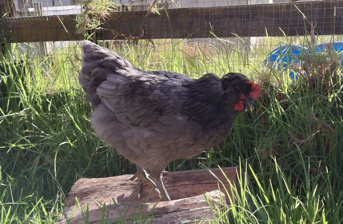 Gallery image: Velociraptor