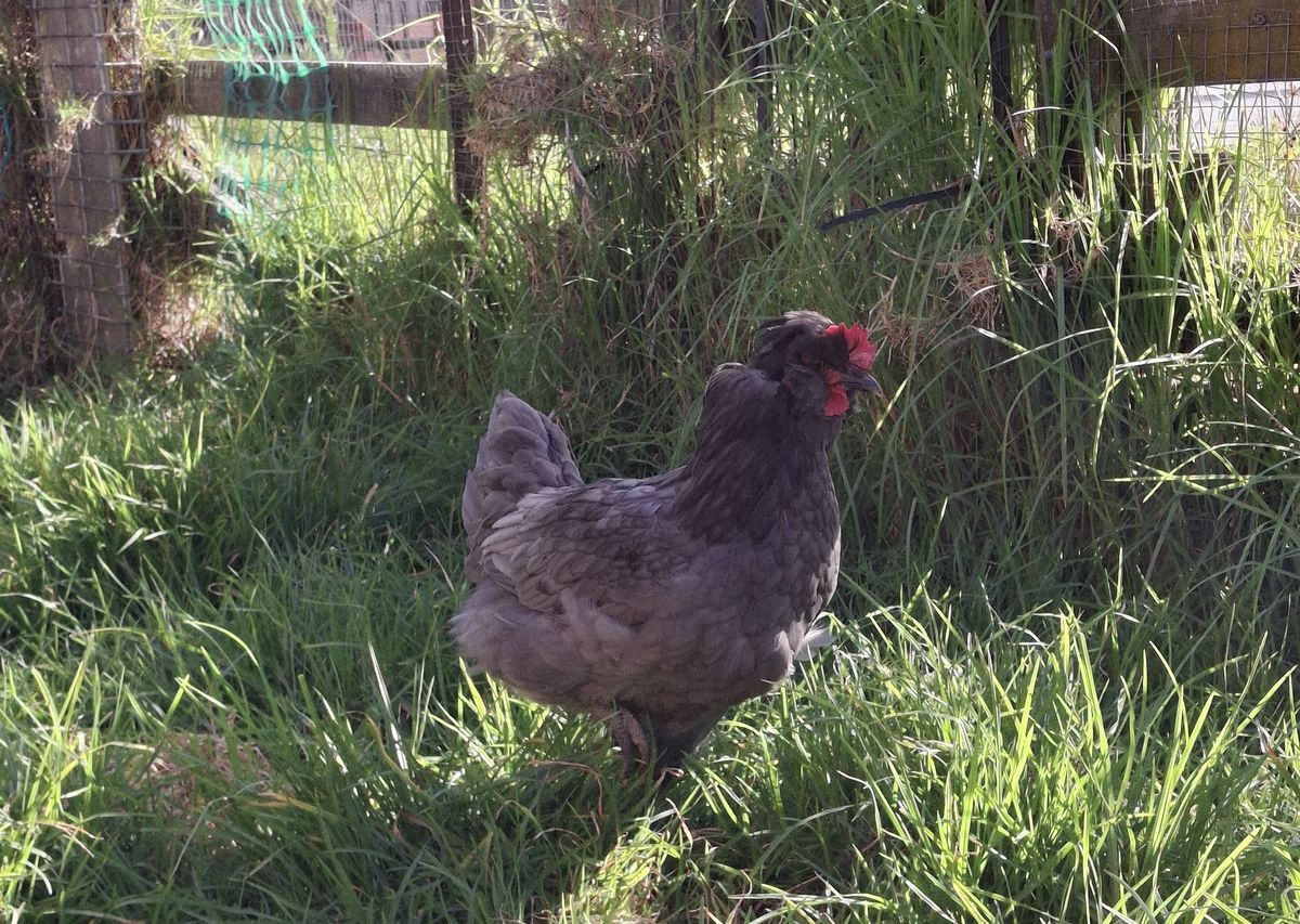 Gallery image: Velociraptor