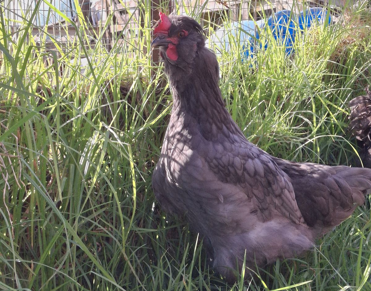 Gallery image: Velociraptor