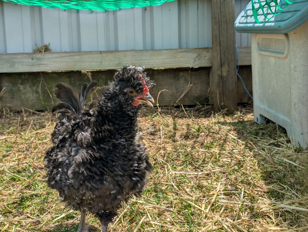 Gallery image: Diplodocus