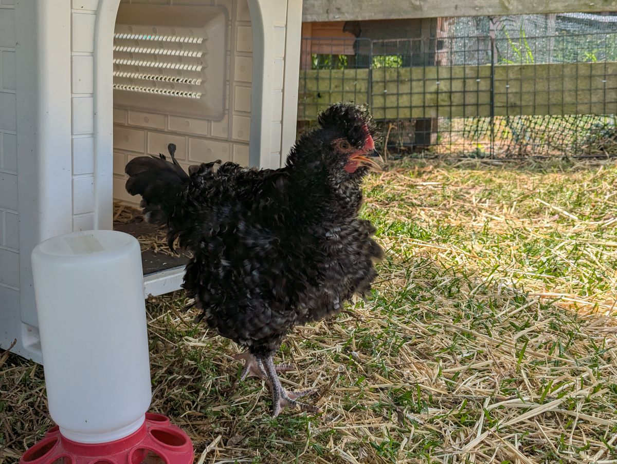 Gallery image: Diplodocus