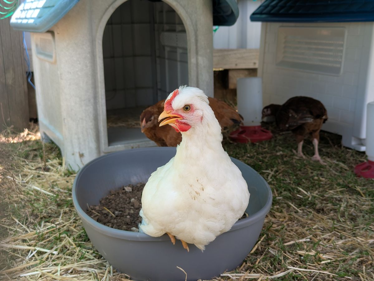 Gallery image: T Rex