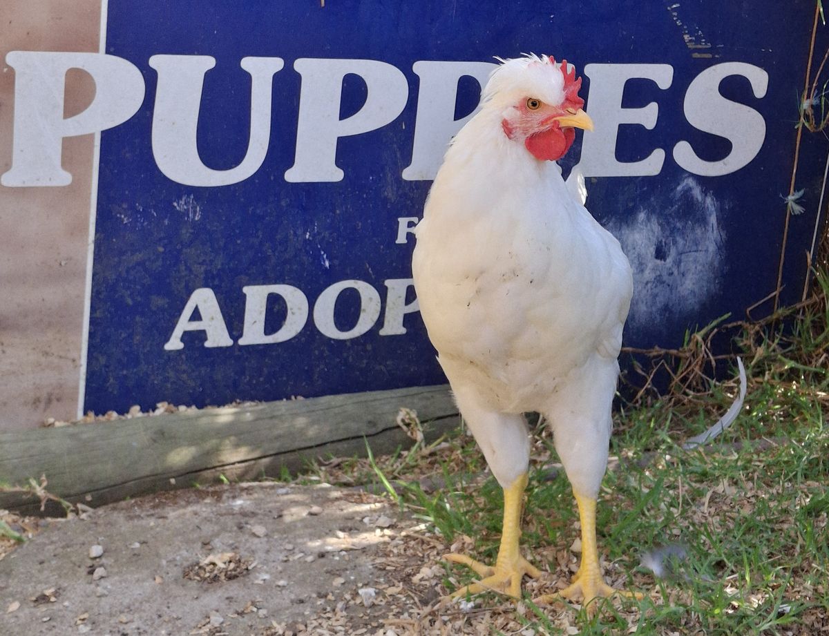 Gallery image: T Rex