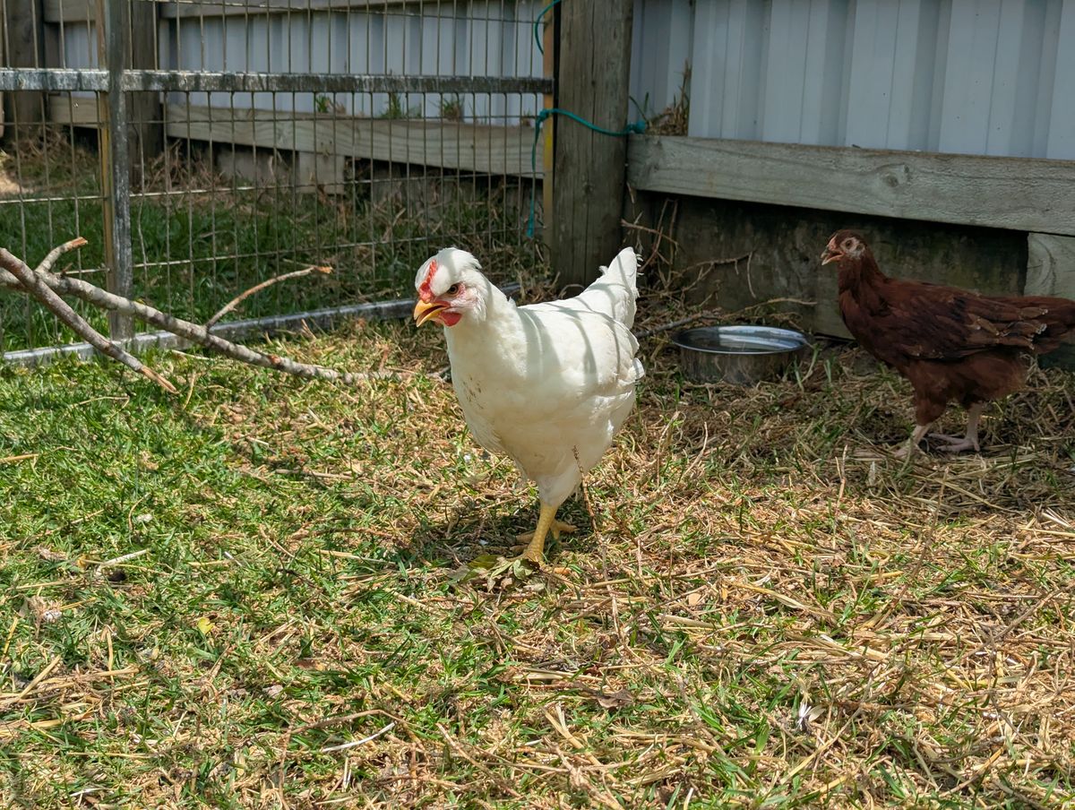 Gallery image: T Rex