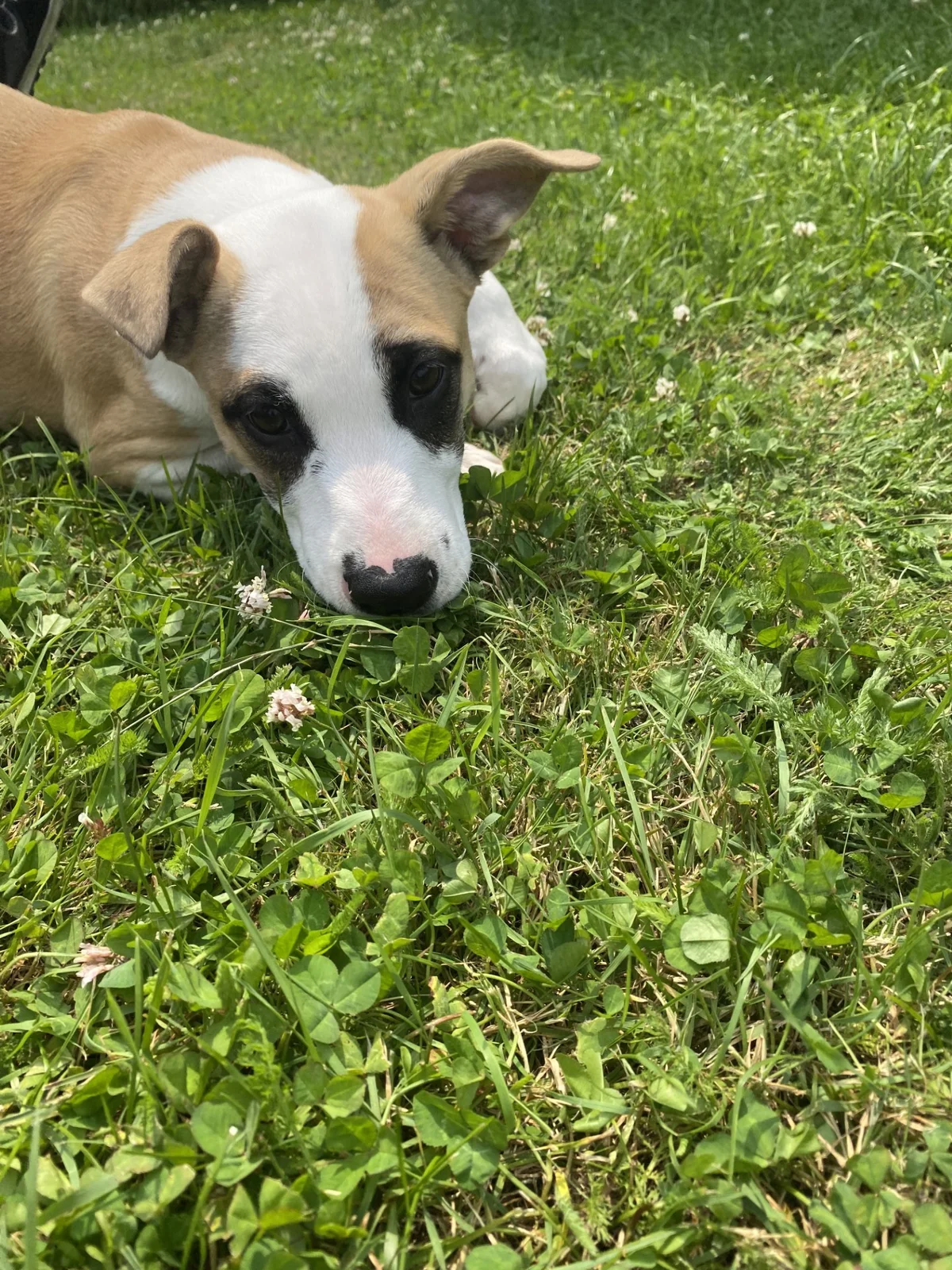 Gallery image: Sandy 