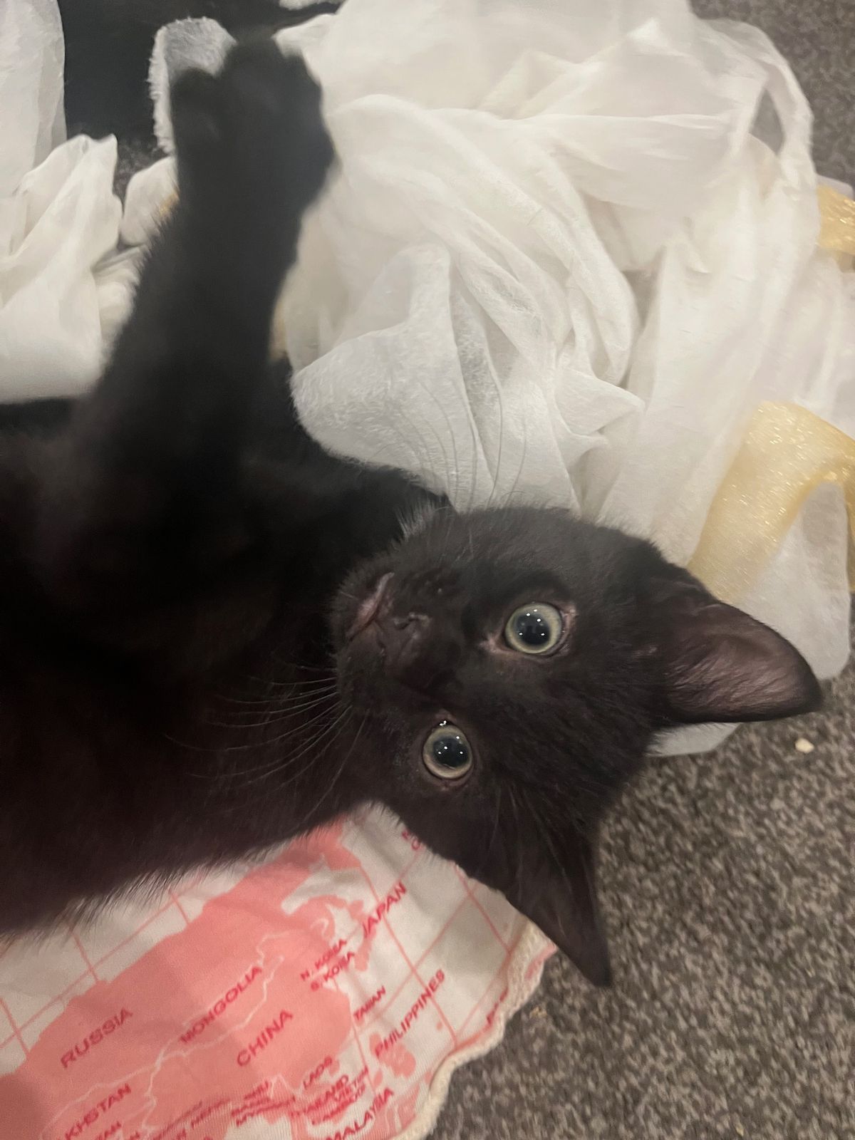 Gallery image: Raven