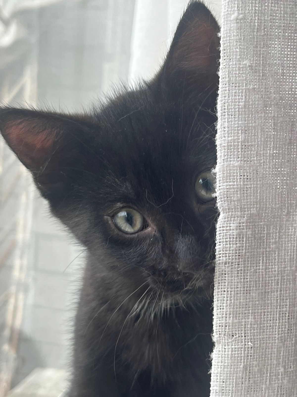 Gallery image: Raven