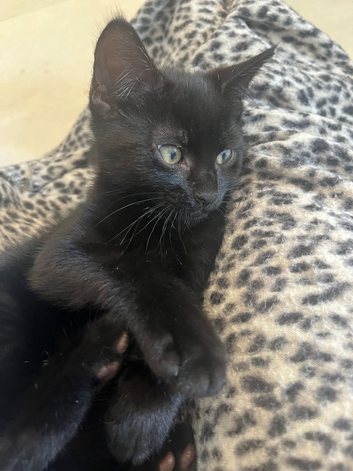 Gallery image: Raven