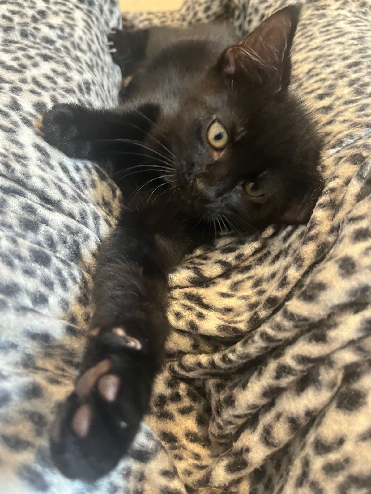 Gallery image: Raven