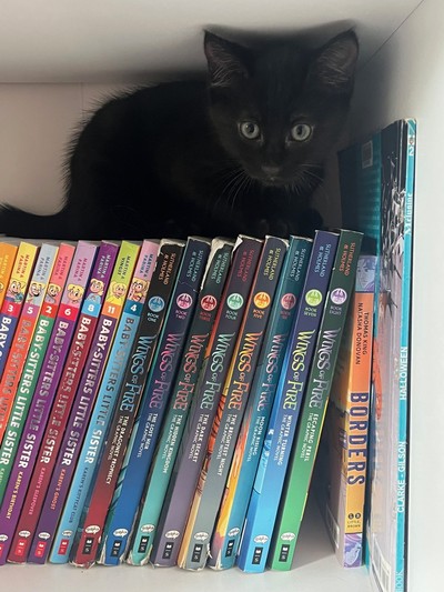 Amethyst  - Domestic Short Hair