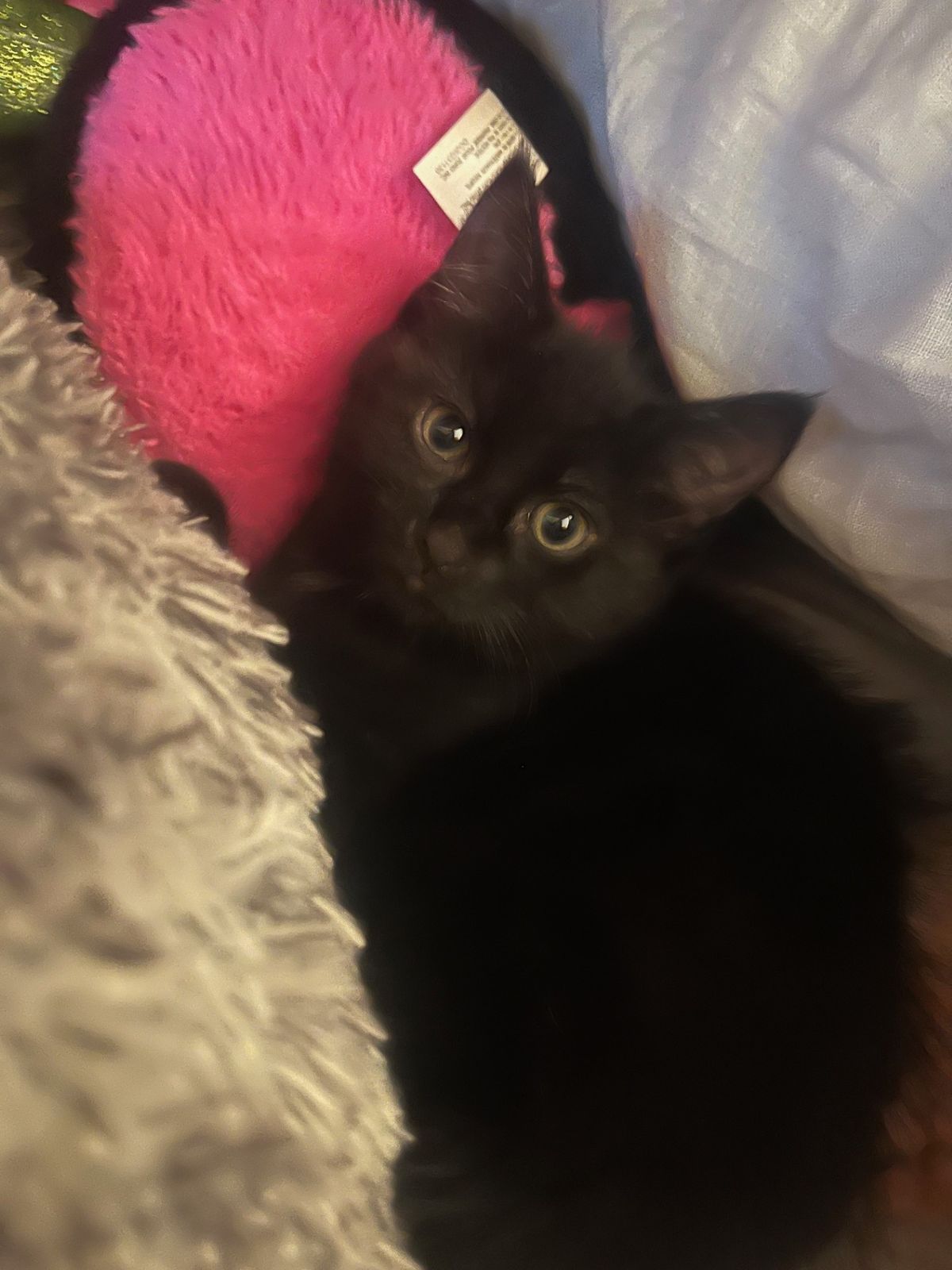 Gallery image: Amethyst 