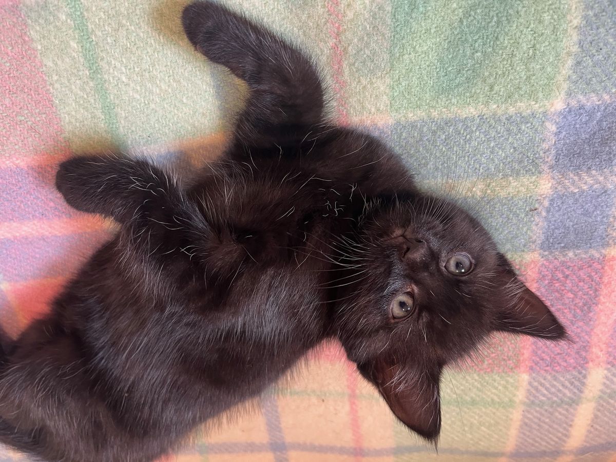 Gallery image: Amethyst 