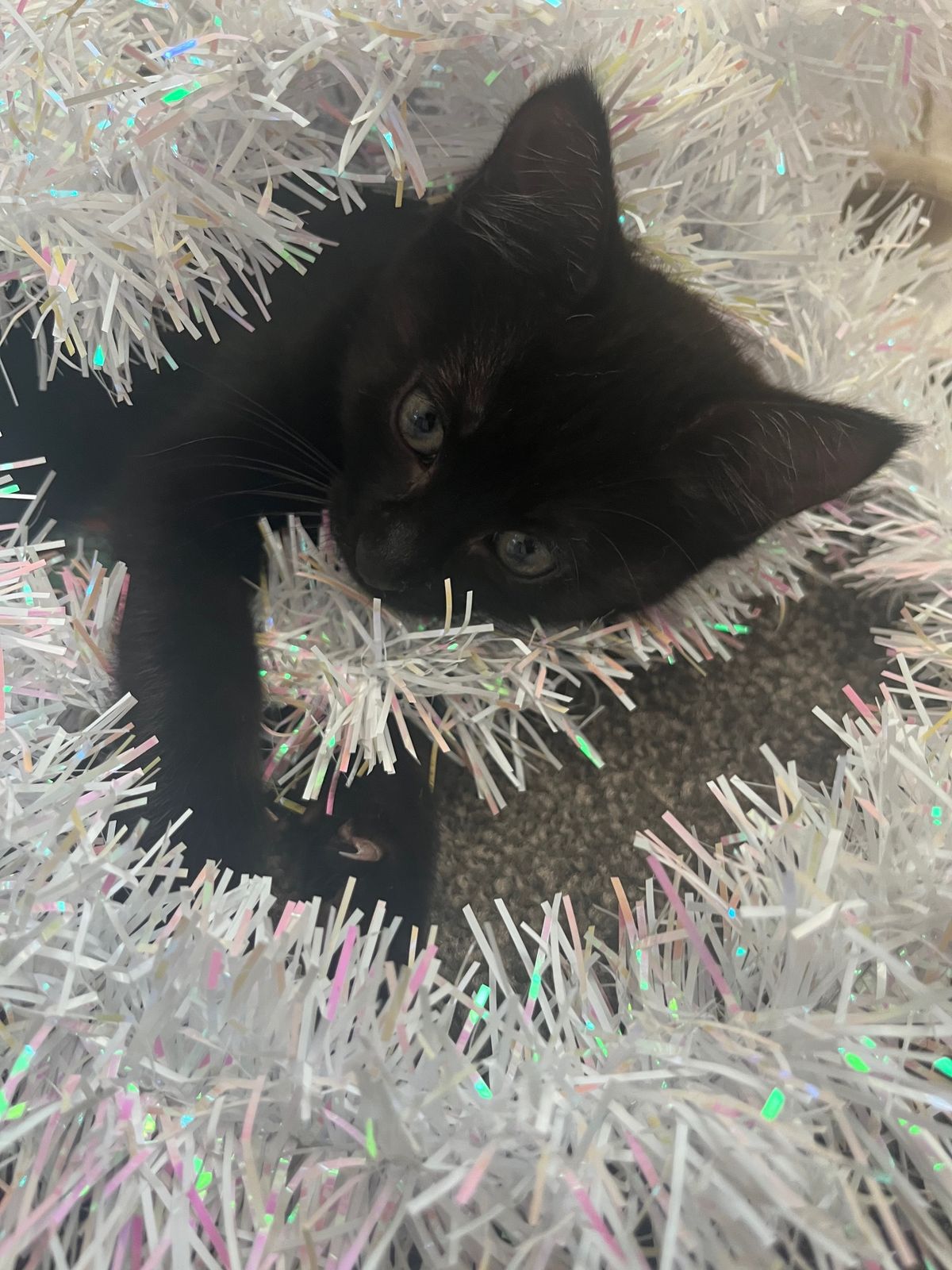 Gallery image: Amethyst 