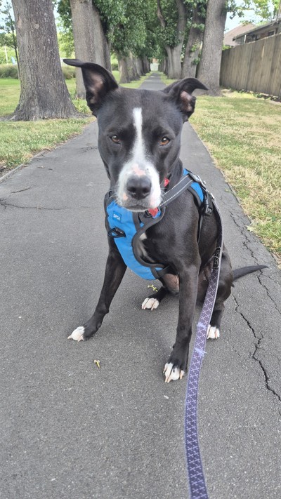 Lottie - Medium Cross Breed