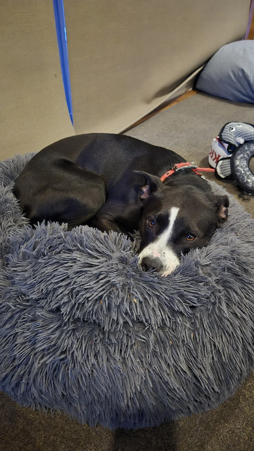 Gallery image: Lottie