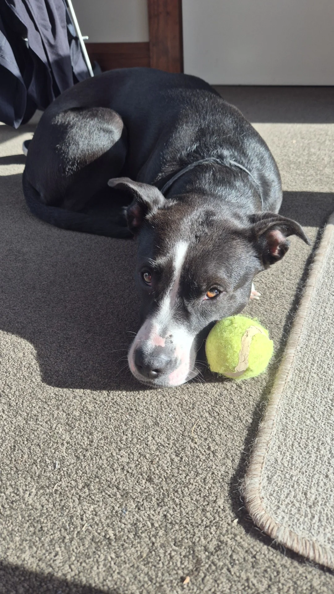 Gallery image: Lottie