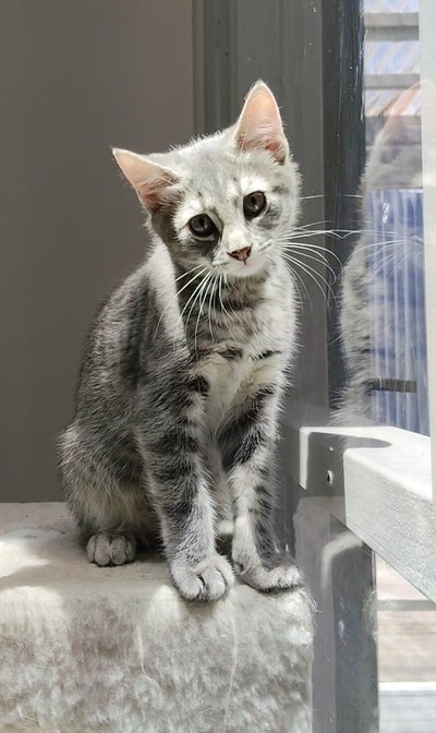 Ragnar - Domestic Short Hair