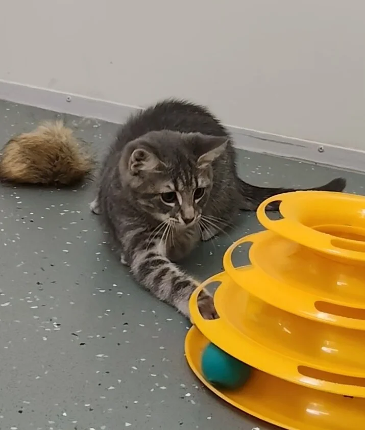 Gallery image: Ragnar