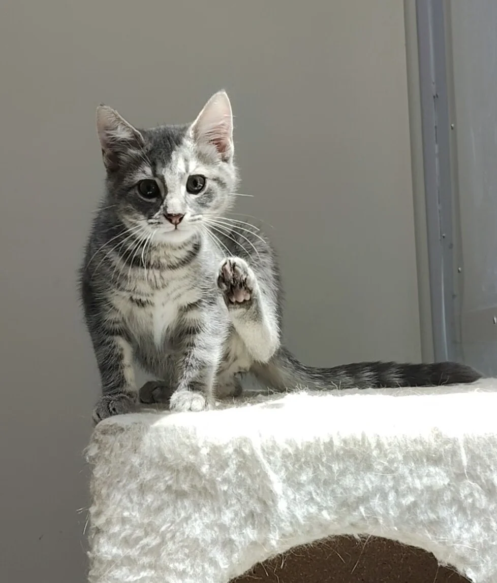 Gallery image: Ragnar