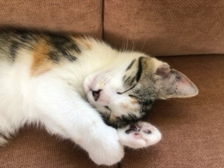 Samantha - Domestic Short Hair