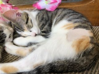 Gallery image: Samantha