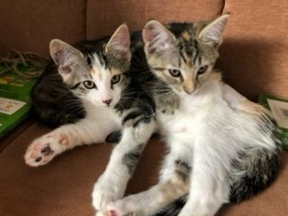 Gallery image: Samantha