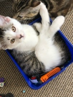 Charlotte - Domestic Short Hair