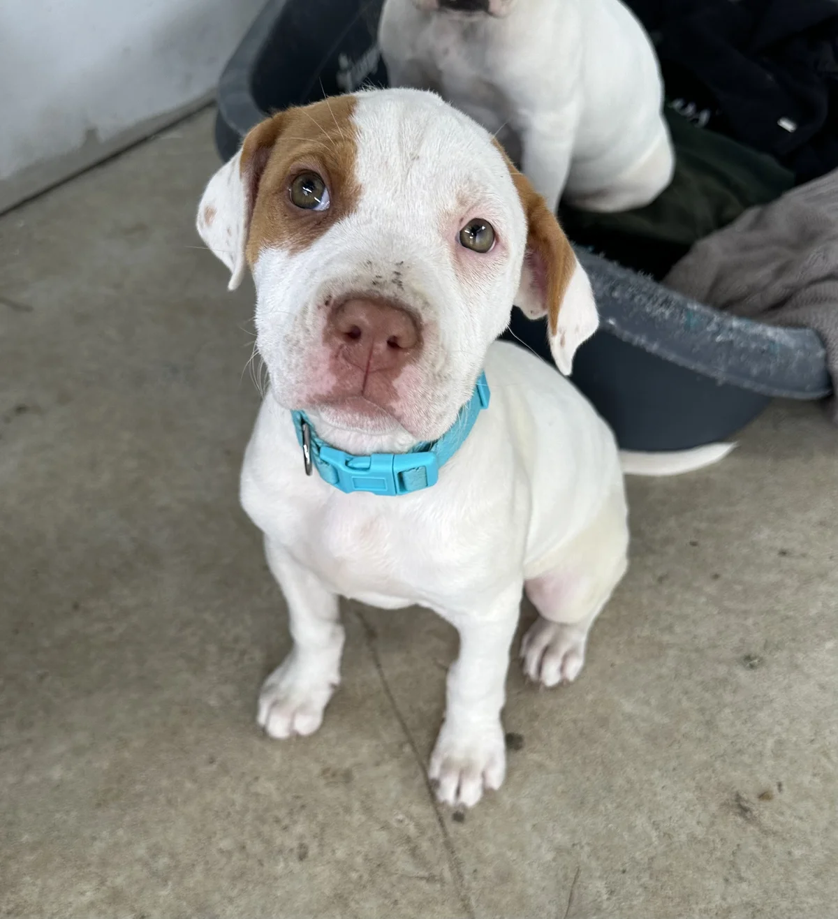 Gallery image: Brandy