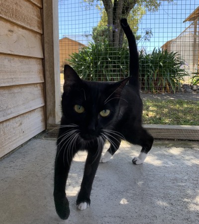 Zelda - Domestic Short Hair