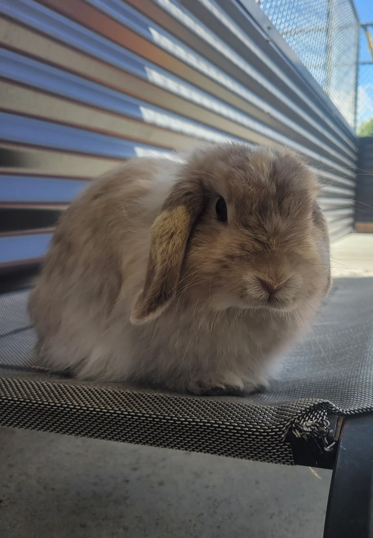 Gallery image: Tulip