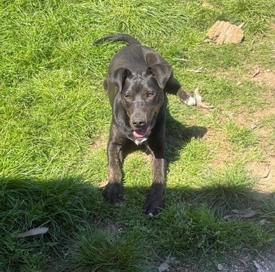 Junior - Medium Cross Breed