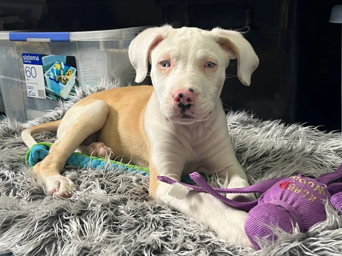 Gallery image: Albie