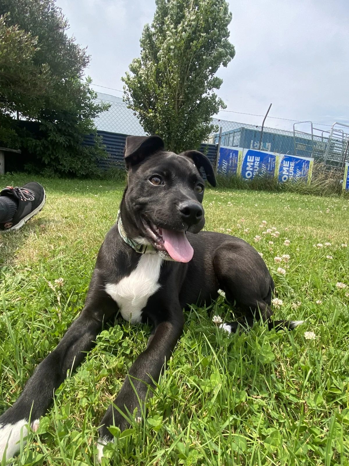 Gallery image: Holly 