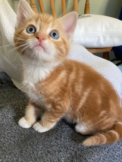 Gallery image: Vernon (vern)