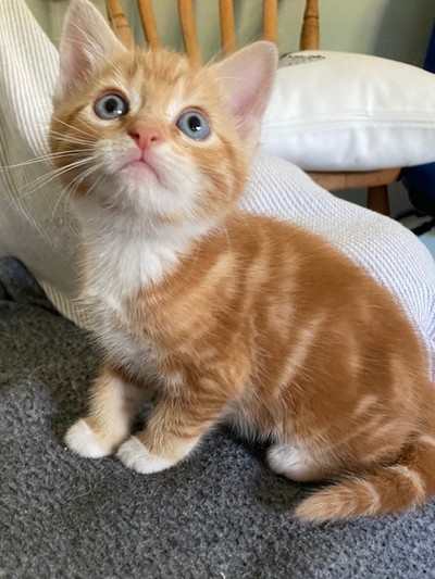 Vernon (vern) - Domestic Short Hair