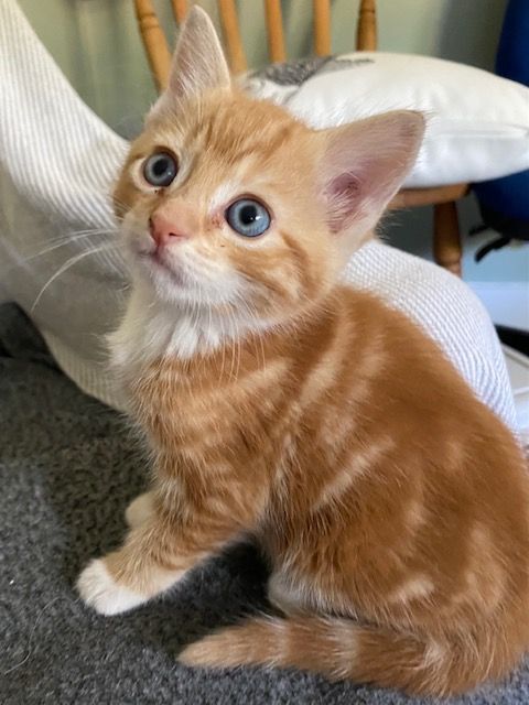 Gallery image: Vernon (vern)