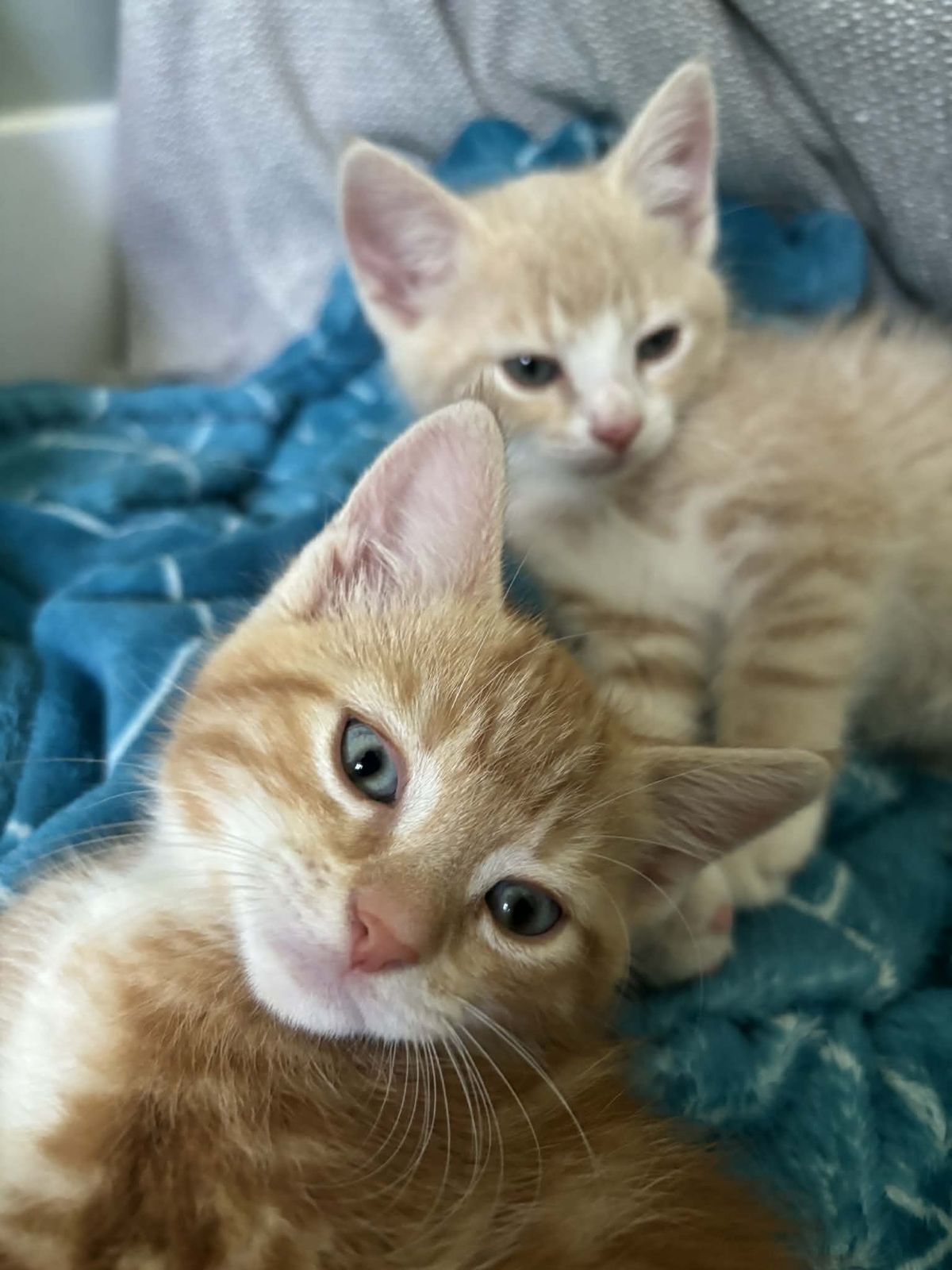 Gallery image: Vernon (vern)