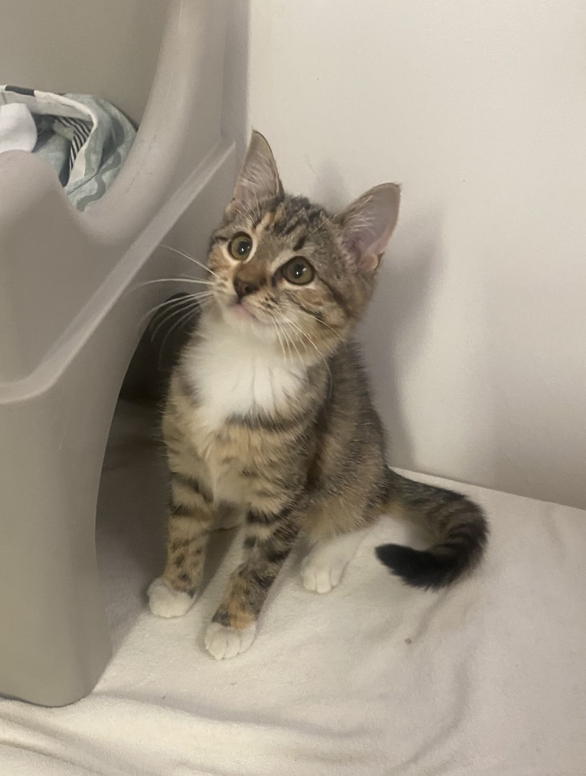 Gallery image: Neveah