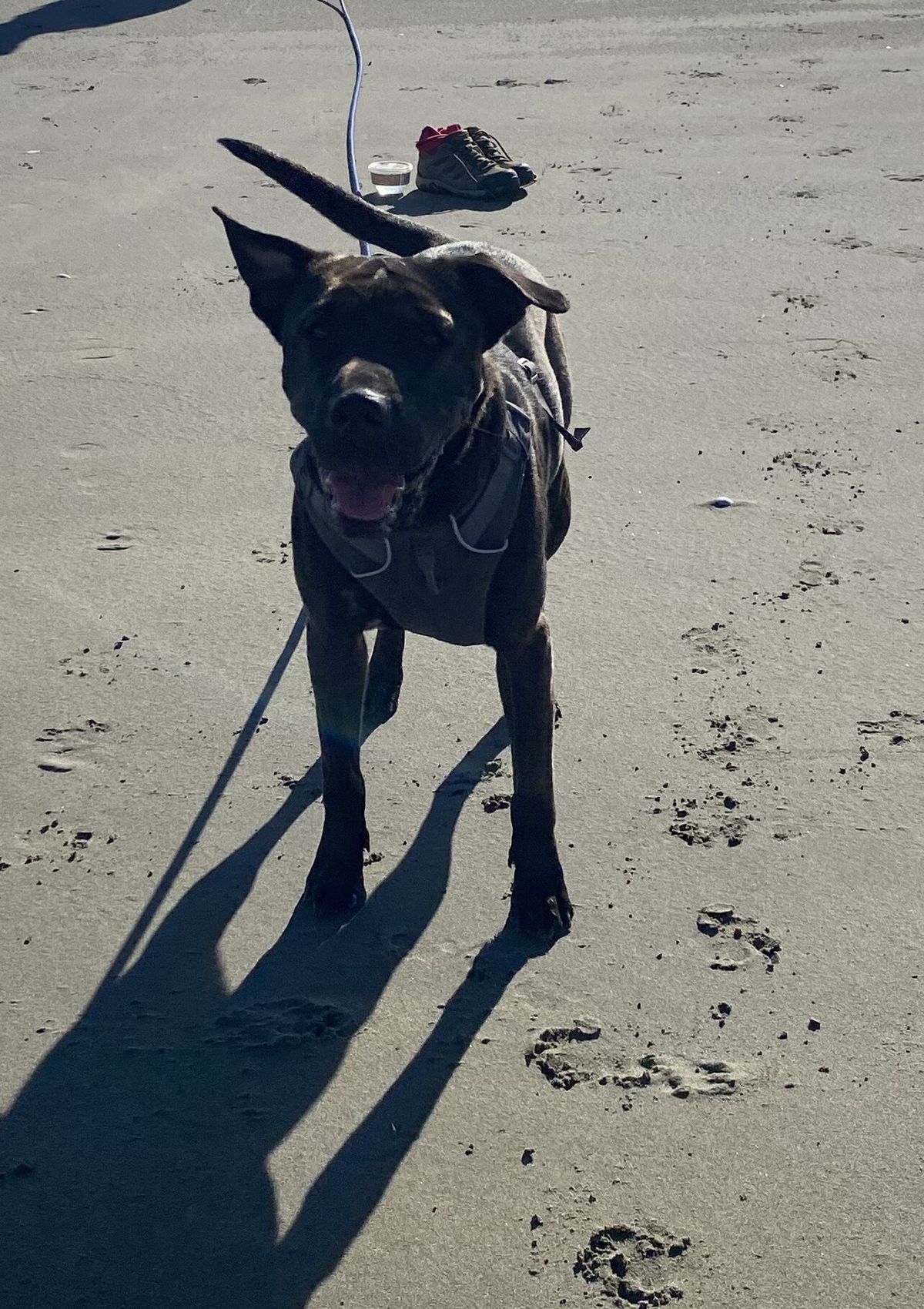 Gallery image: Bella